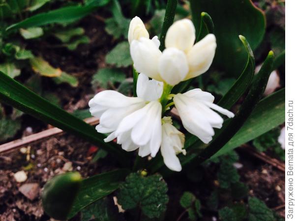 Белая пушкиния тебе:)))