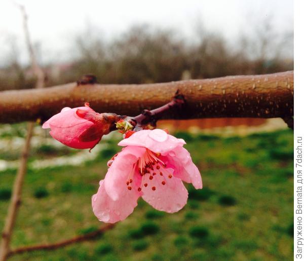 Персики начинают цвести...