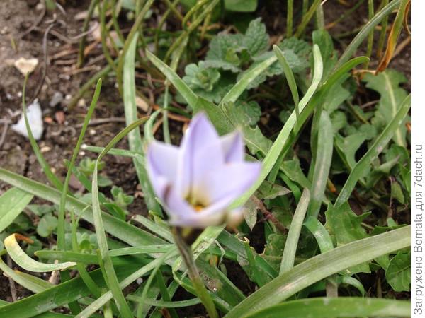 Плохое качество... Очень стеснительный цветок, вообще не дает себя фоткать:)))