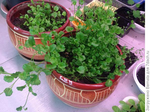 Лобелия. Видишь, на горшках подписано-"кр" и "син"?! Сажала одновременно. Твоя синяя и моя красная... Синяя поперла.., сама видишь... А красная поскромнее намного...