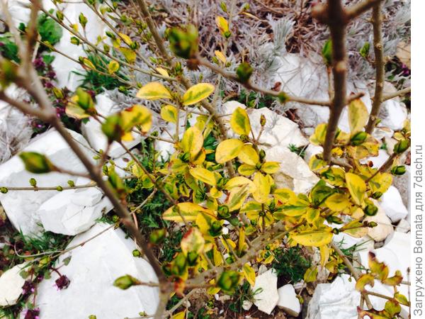 На бирючине- прошлогодние золотистые листья и появляются свеженькие зелененькие:))