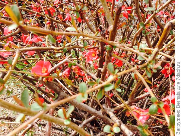 А цветы все еще, как свежие...