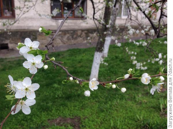 И пусть всегда в душЕ будет Весна :))