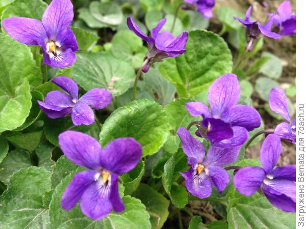 С Днем Рождения !!!