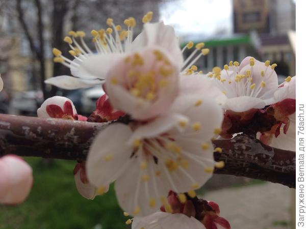 И абрикосы у нас по улицам растут:))))))