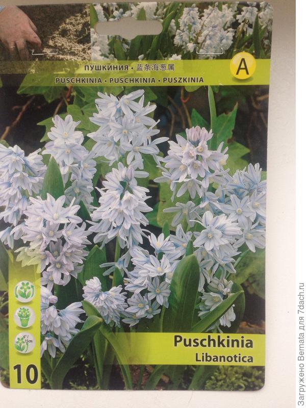 А такая у меня уже третий год растет, но в этом году пока не цветет еще...