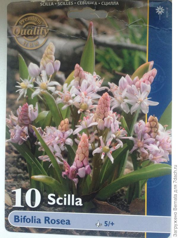 Насчет розовых сомневалась, не очень люблю этот цвет, но по факту оказались очень даже ничего:)))