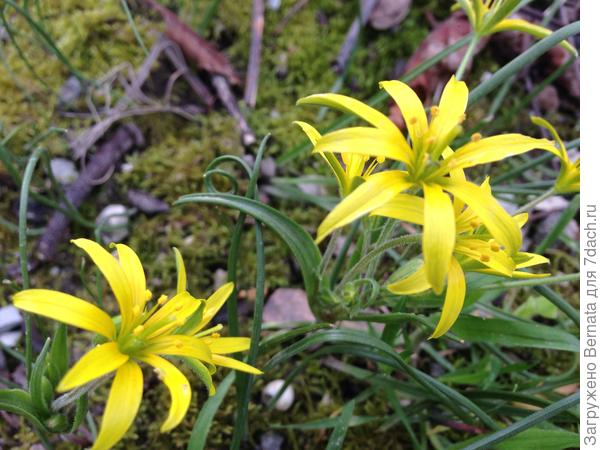 Не знаю, кто это, но мне нравится:))