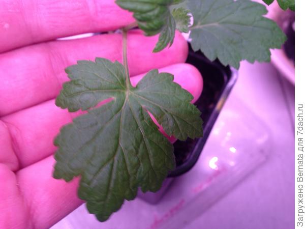 Лист... Да, чем-то похож на гравилат, но сомневаюсь...