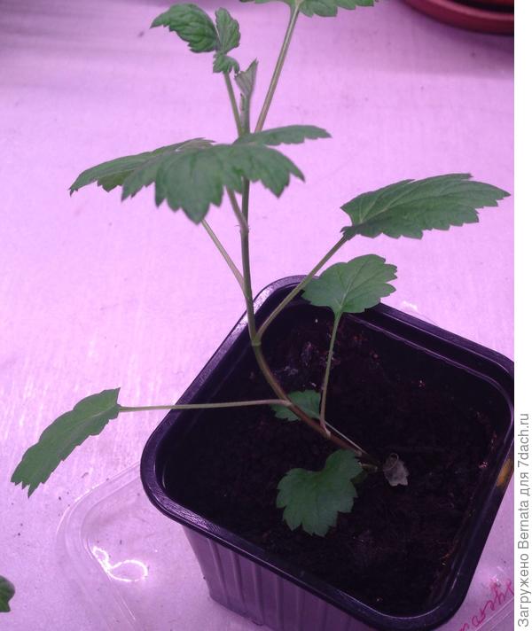 Вьющийся стебель начинает одревесневать..