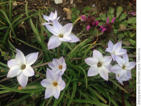 А Света их называет офигенчиками:))