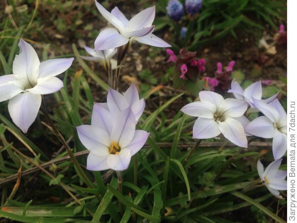 Ифейончики