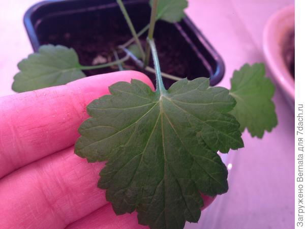 А у меня - вот... Действительно, похожа на смородину или крыжовник...