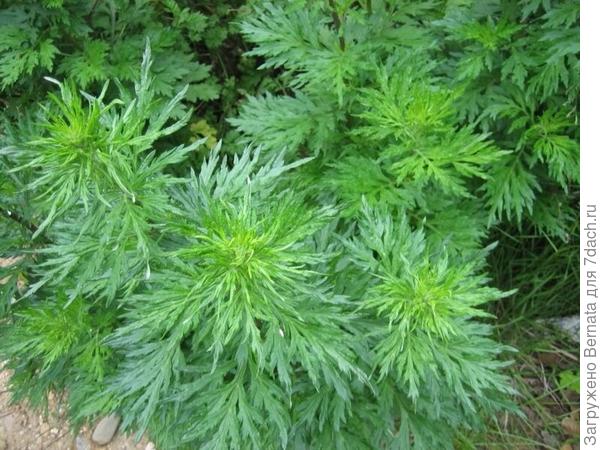 Чернобыльник -фото из интернета