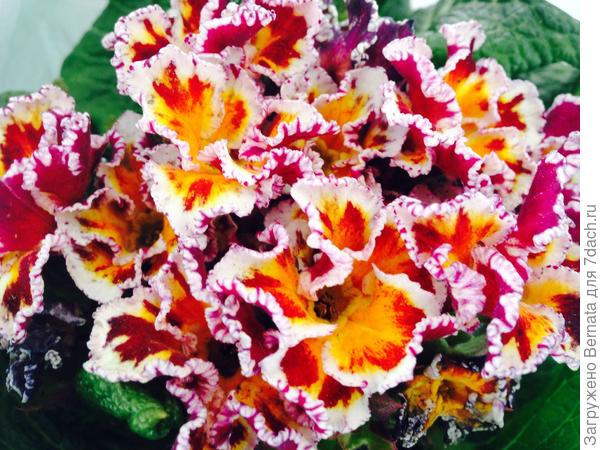 Новенькая примулка :)))