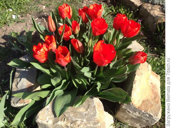 Букетик на всех :))