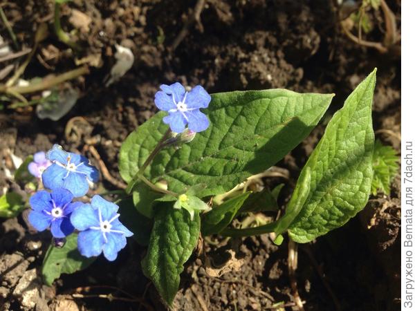 "Братишка":))