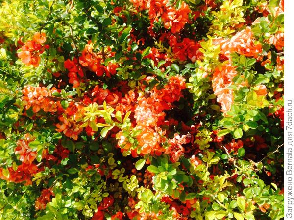 Другой сорт, но сути это не меняет