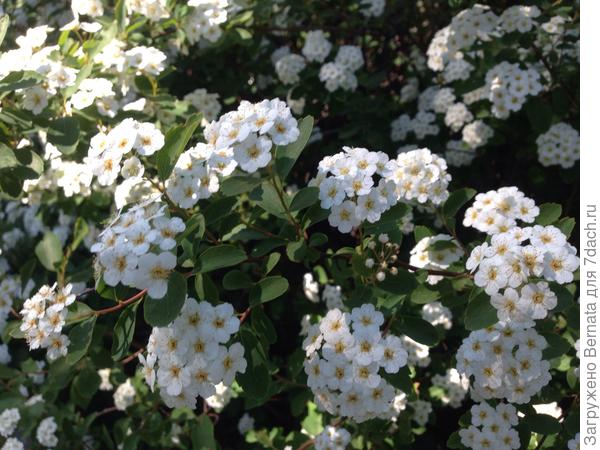 Люблю эту спирею...