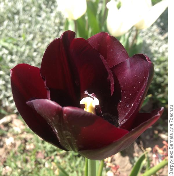 Куча всяких тюльпанов...