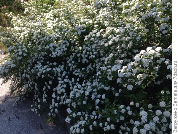 "Невеста" цветет...