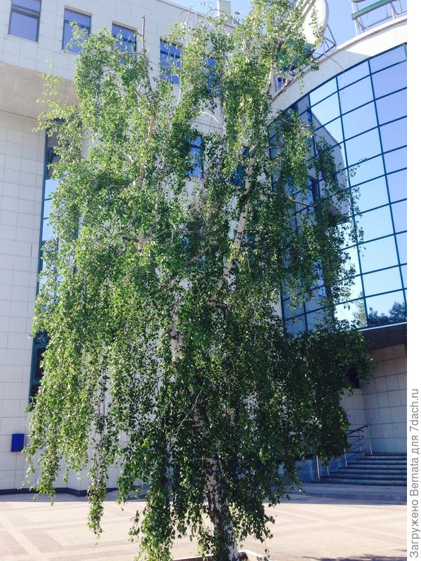 Береза среди асфальта. Без полива.