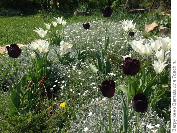 В этом году у меня бардак и заросли, резко началась жара, сорняки прут.., да и НЕ сорняки разрослись кошмарно...