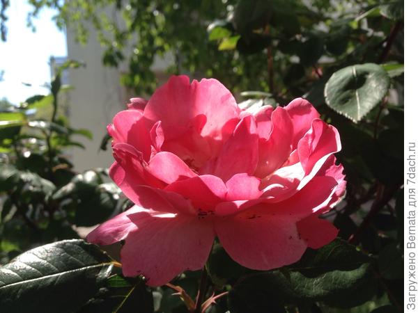 Розочка... Одна из первых...