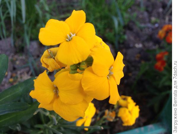 Снова, лакфиоль...