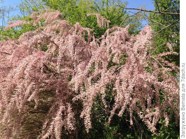 Вокруг заросли тамариска...