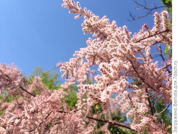 Пушистенький:)