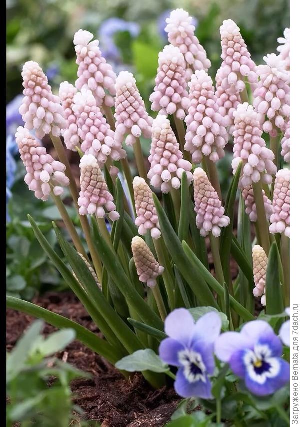 Фото из интернета