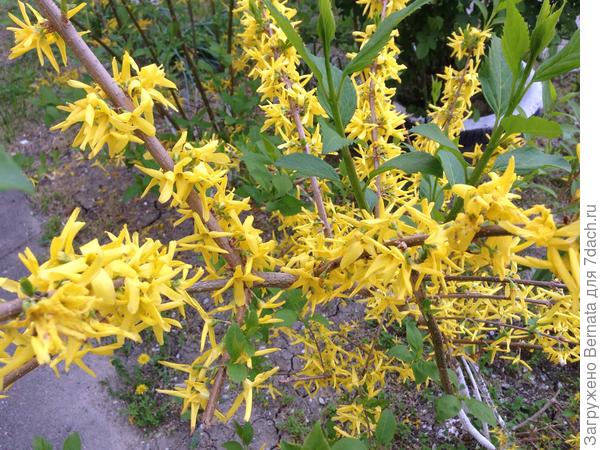 Не прекращает цвести форзиция