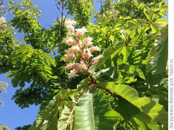 Начинают цвести каштаны