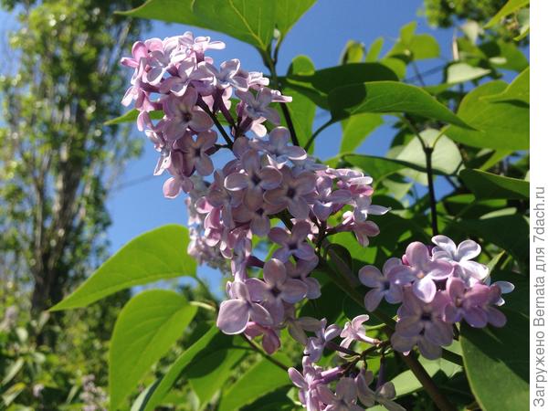 Сирень-"дичка"