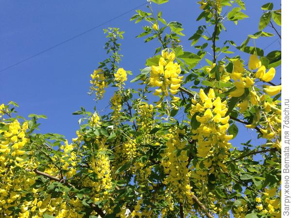 Желтая акация...