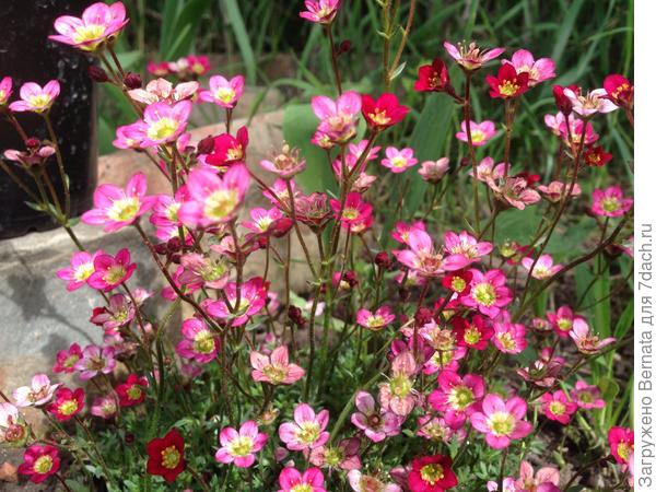 Камнеломка...