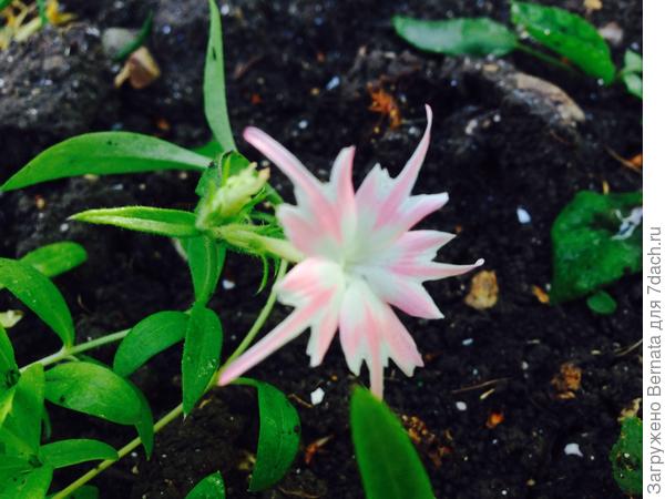 Гвоздичка первая...