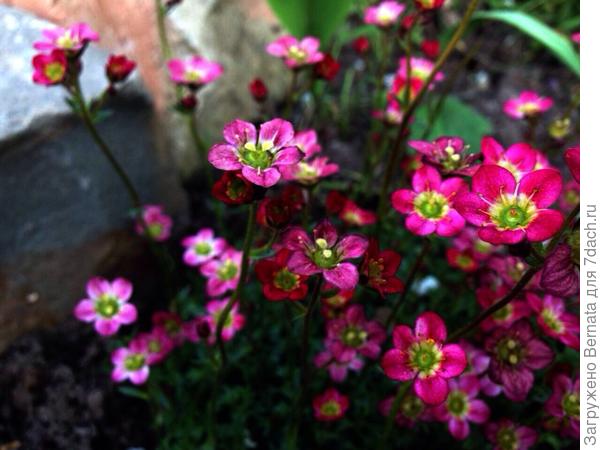 Сорт Питер Пэн... На солнце всего часа 3-4..., все остальное время - тень