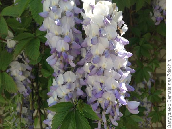 Снова глициния...