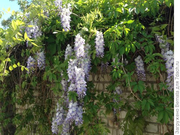 Прикольно смотрится среди листьев девичьего винограда...