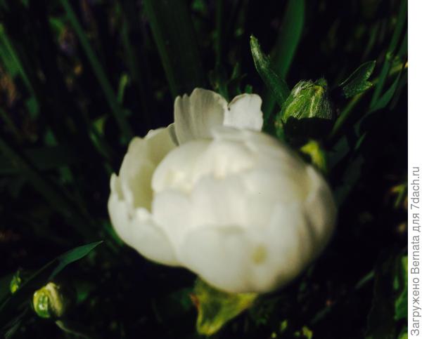 И первый ранункулюс...