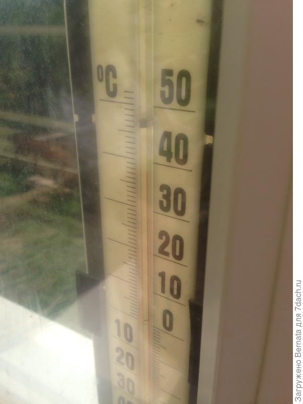 На солнце под 40, в тени под 30. Здравствуй, лето:))
