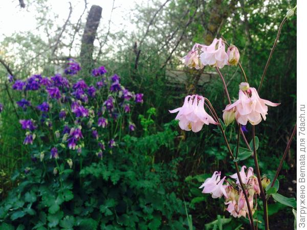 Даздраперма!!!