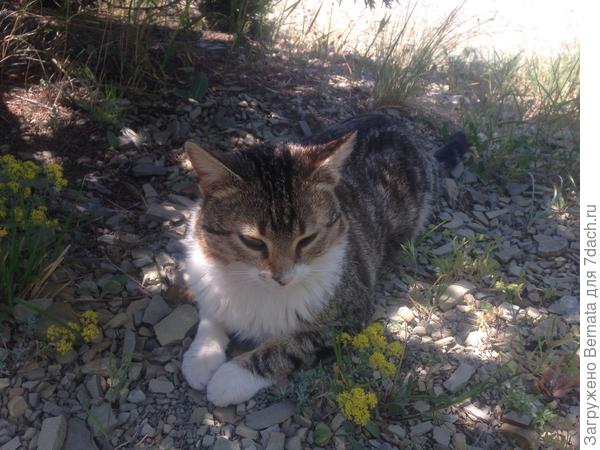 Встретился "дикий кошк":)) Который оказался совсем не диким и позволил себя сфоткать...