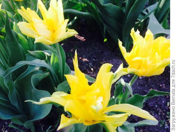 Мой новичок:)