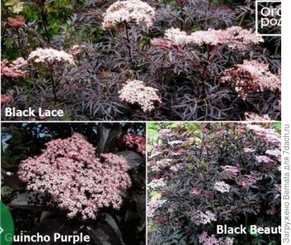 А это фото из интернета...