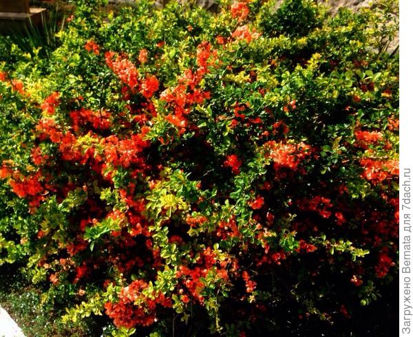 Такие, с оранжевыми цветами, растут у нас по городу...