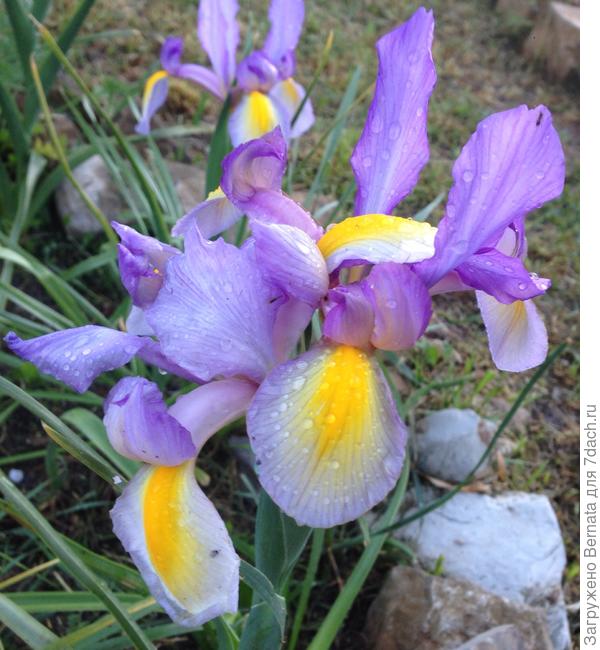 Светочка! С Днем рождения, дорогая, пусть на все твои желания  обязательно появляются возможности:)