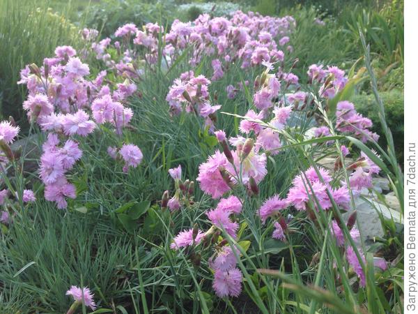 Веселенькая...